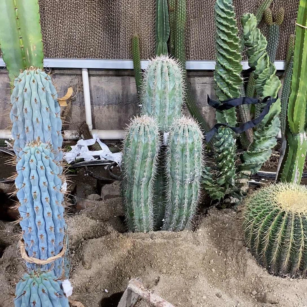 …***#15号拍品。