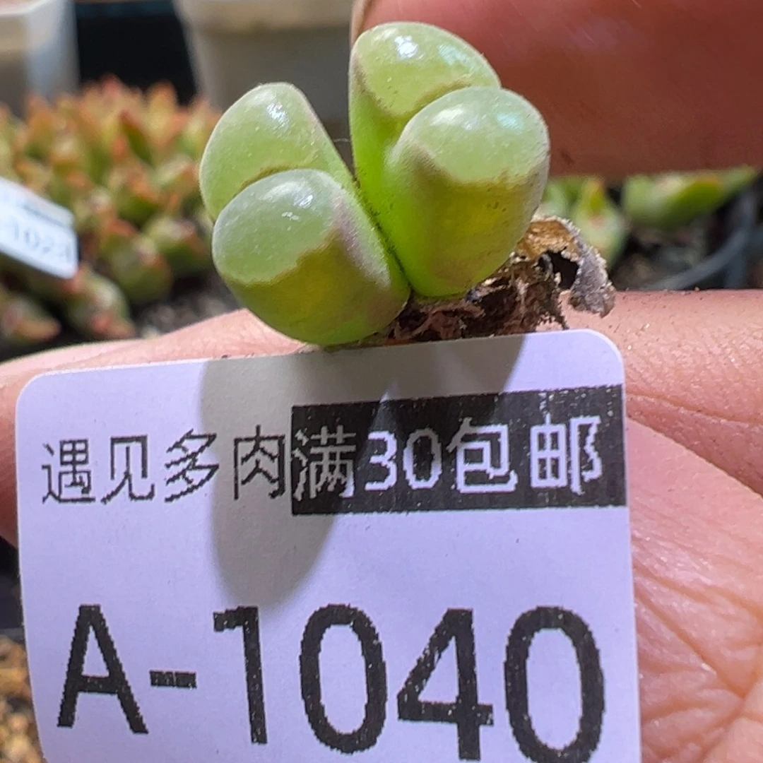 多肉植物1111111111111