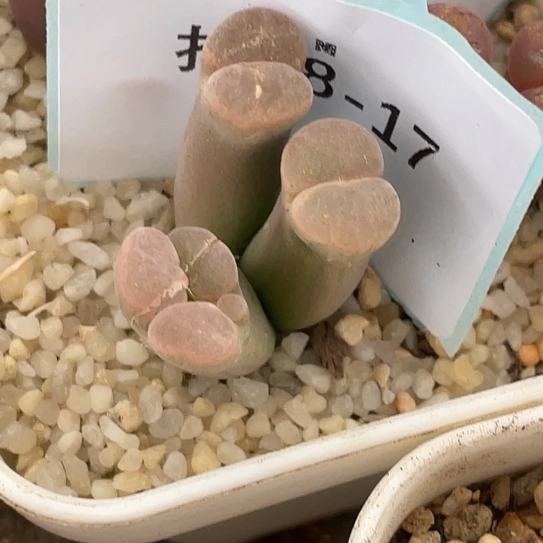 半***田18-17肉锥多肉植物
