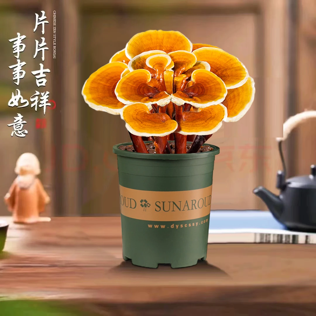 黄金万两灵芝活体盆景桌面摆件懒人绿植盆景四季植物基地直发627