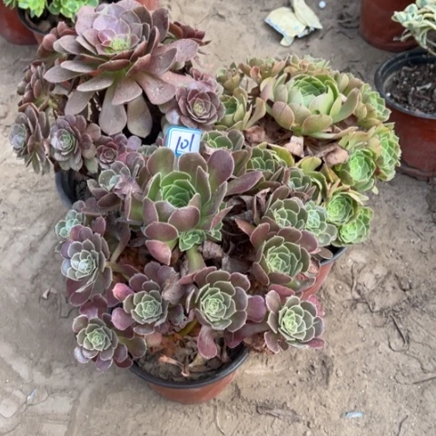 101多肉植物组合，