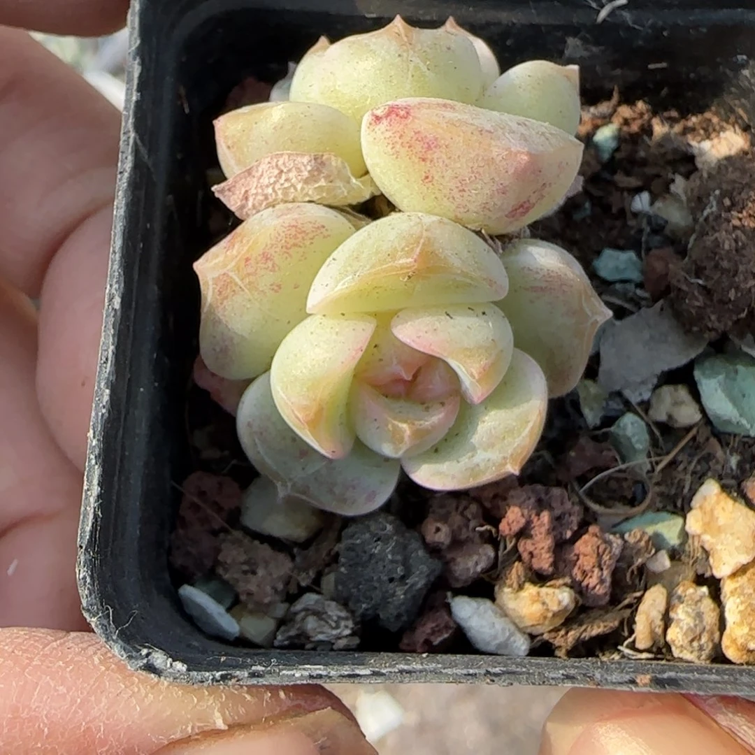 小卡拉米糖心一物一拍