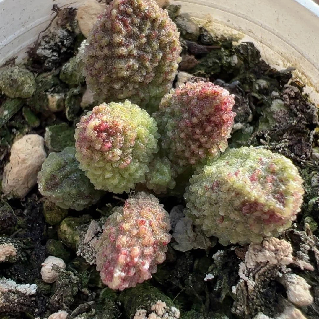 实生新品多肉植物水泡