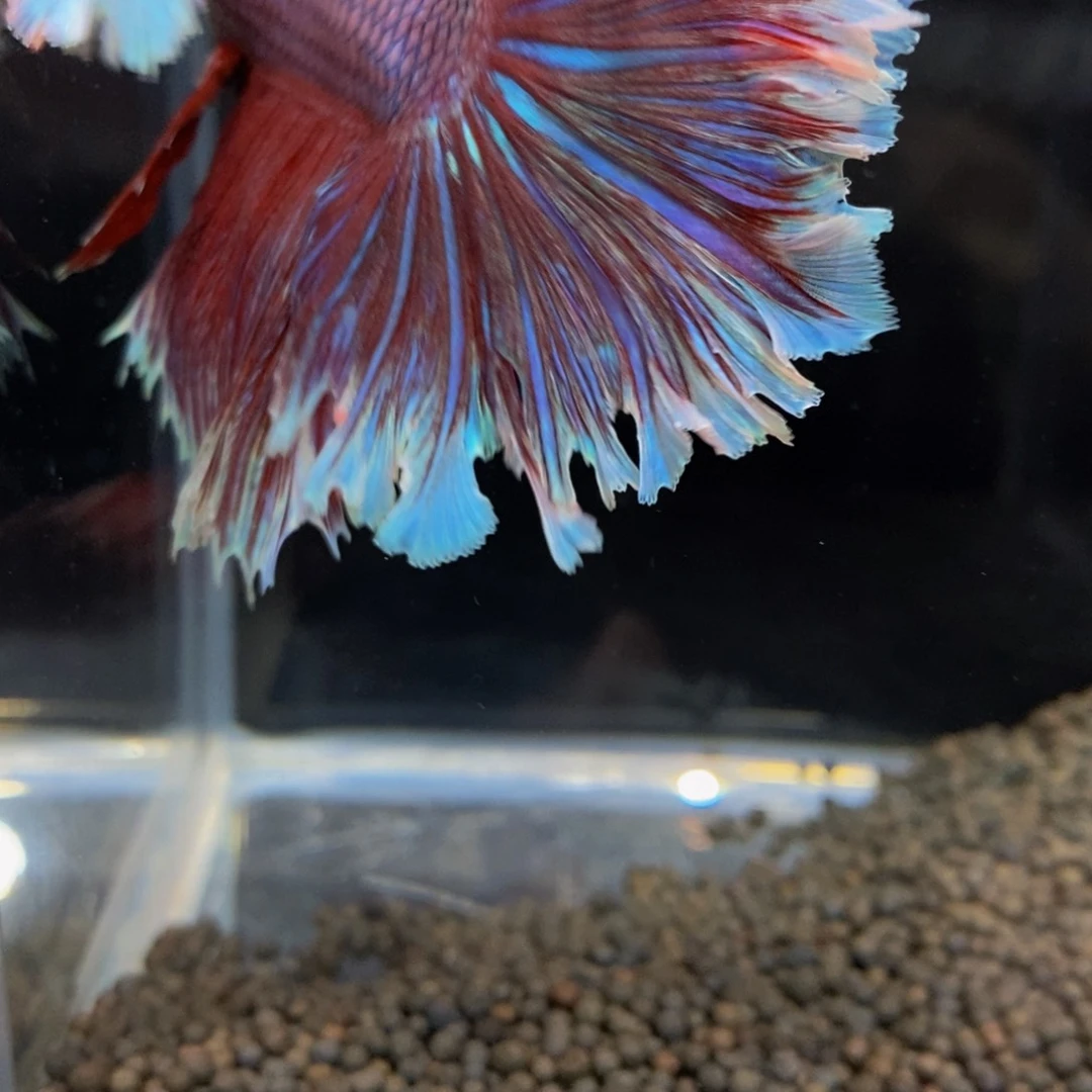 热带鱼公437噶*巨斗