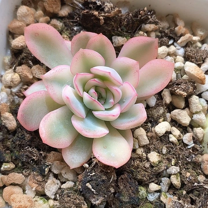 雨燕座一物一拍，