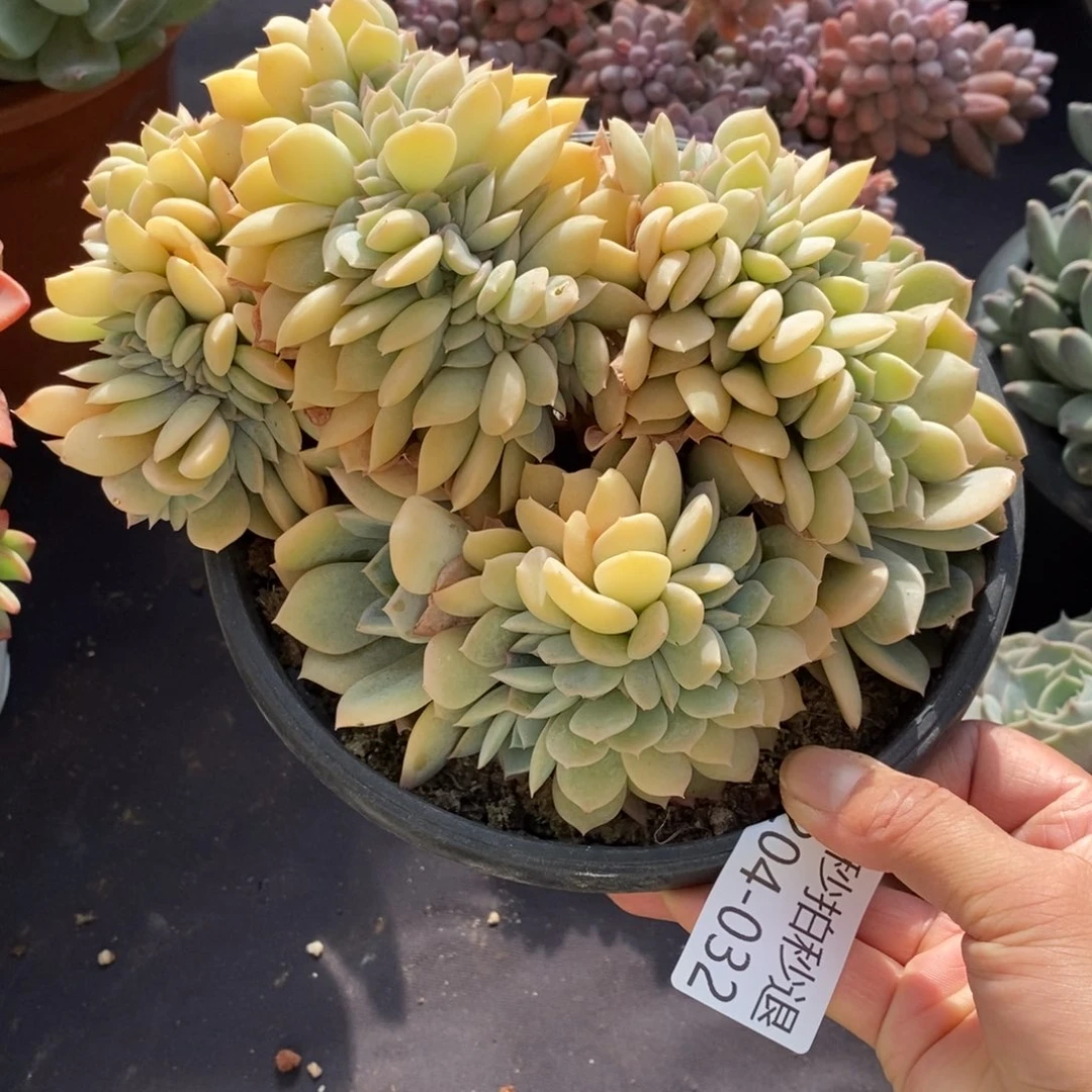 两单包邮1204-32提拉米苏缀