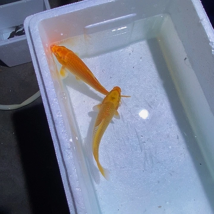 锦鲤锦鲤活鱼开箱包活