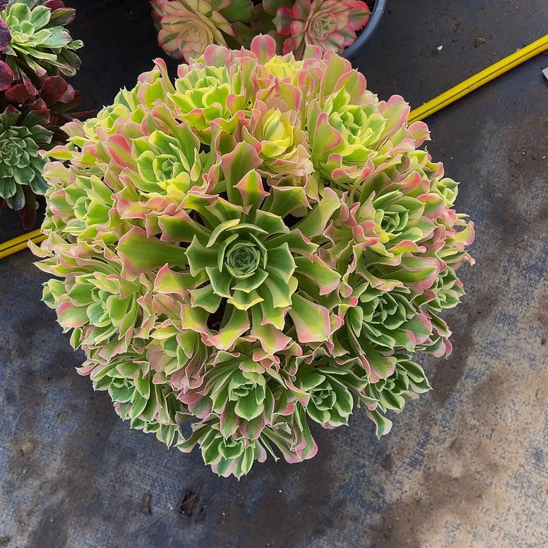 雨花石白风184拖土