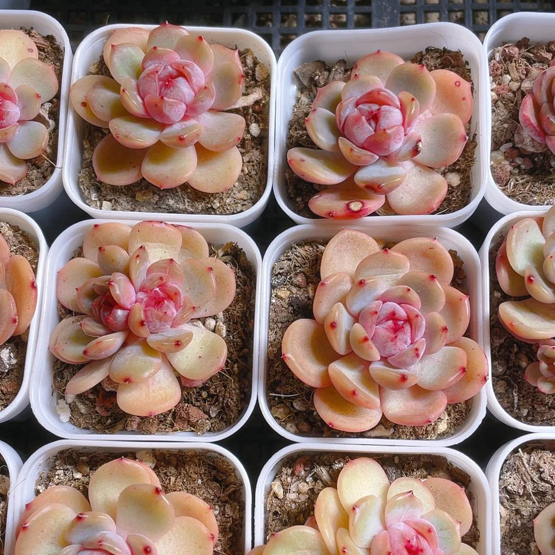 红恋盆一个满25包邮