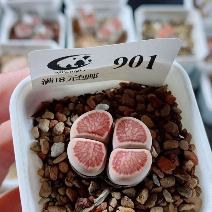 生石花花花花开了901