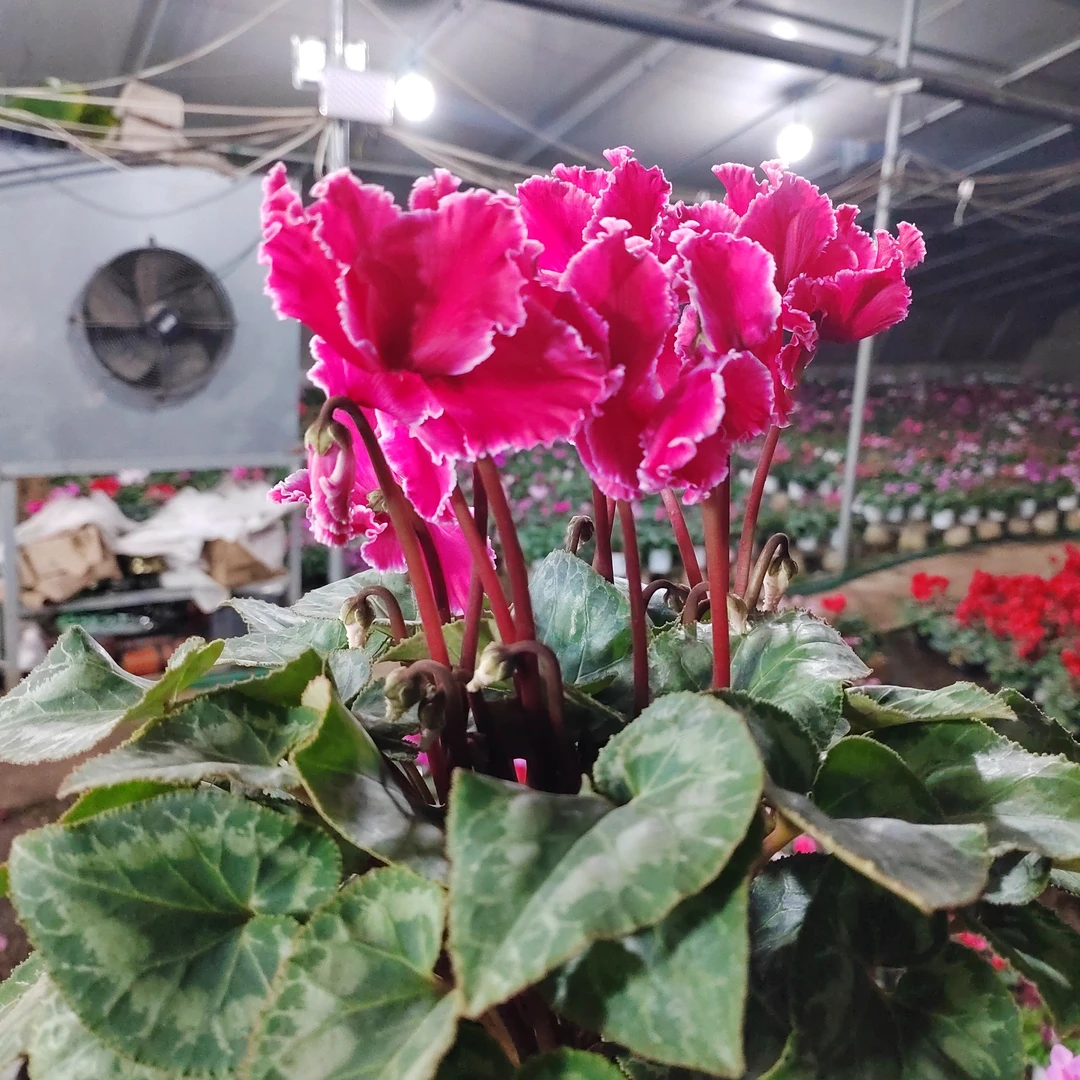 17号带香味的紫色白边皱边，13厘米盆径四季开花耐高温好养