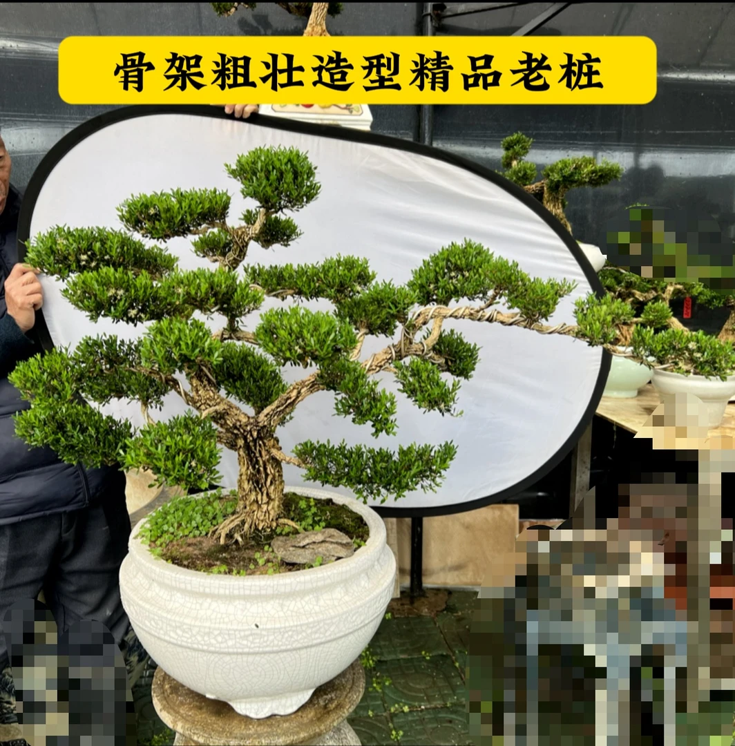 [庭院霸气老桩]广东小叶黄杨云片造型盆景精品老桩公司别墅绿化