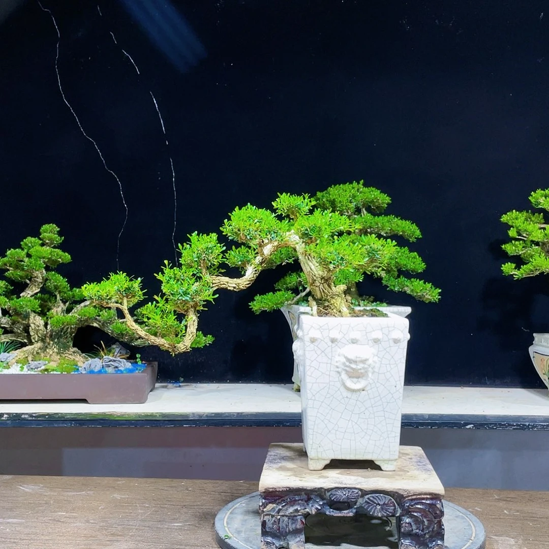 黄杨盆景四季常青