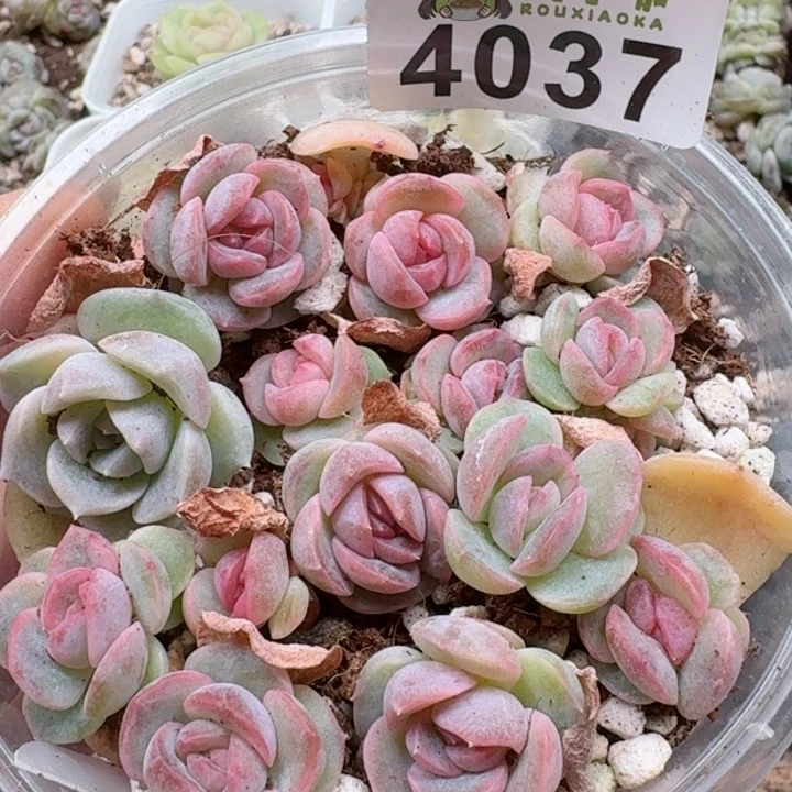 多肉植物多肉植物