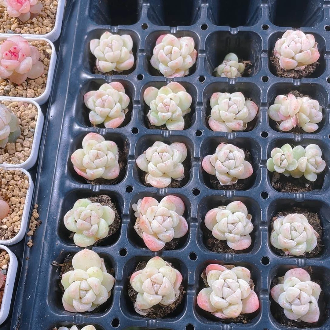 白体冰玉穴一个满25包邮