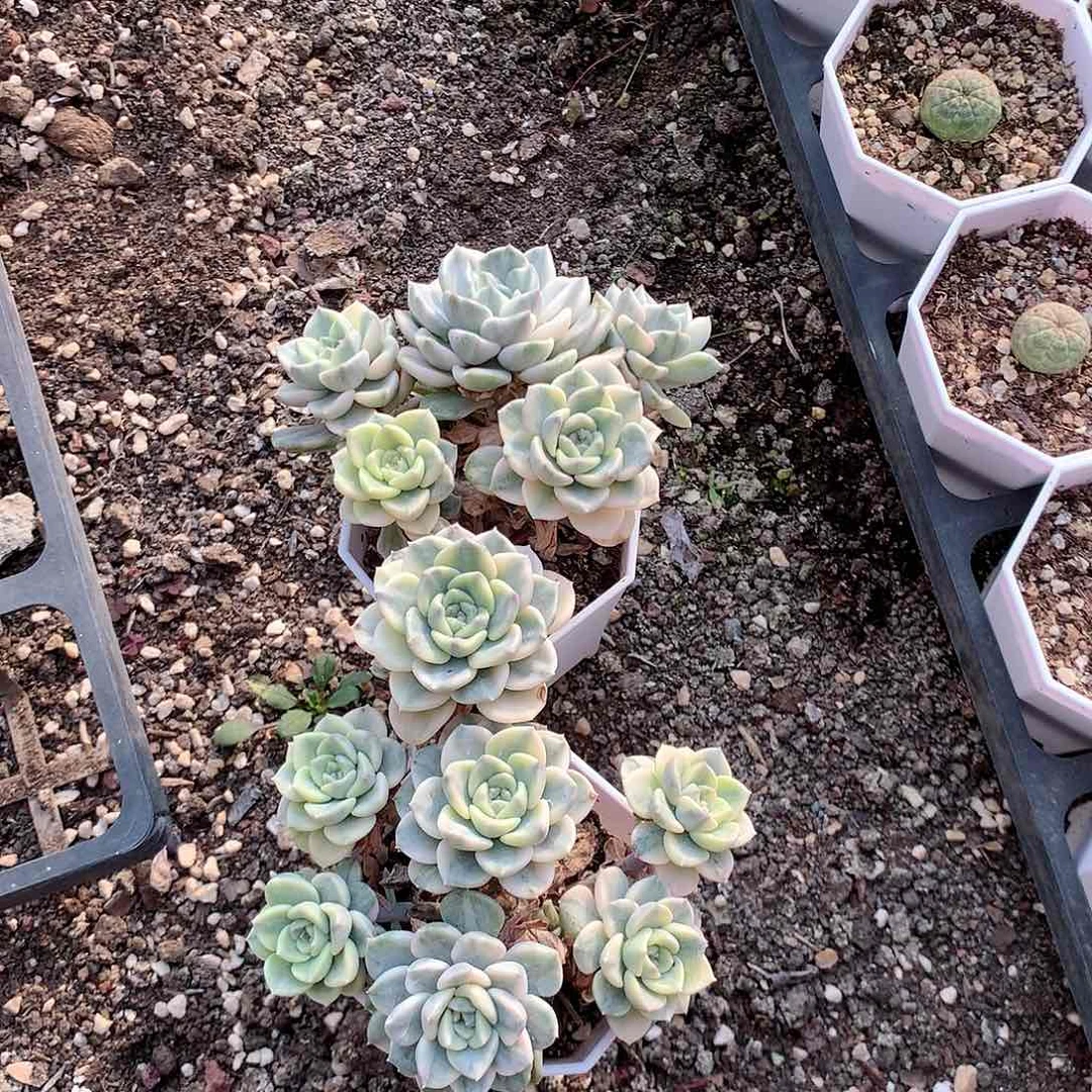 靠***?粉布偶锦多肉植物老桩