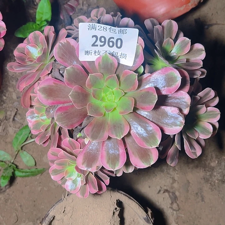 2960美杜莎多肉植物
