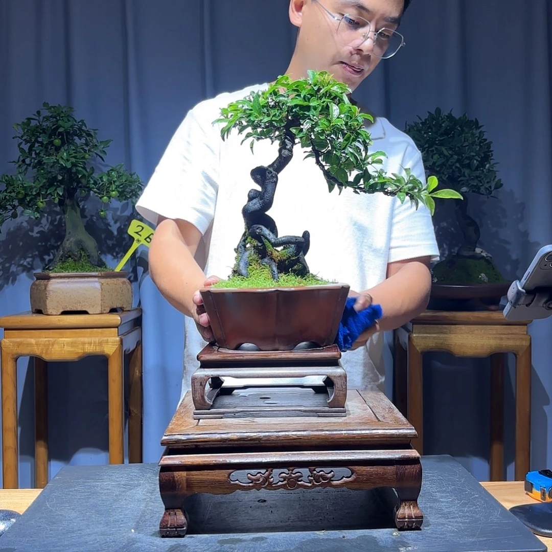 无花朵三*金弹子是真的好看