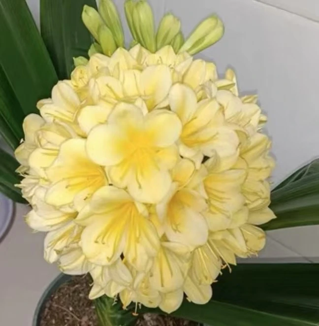 【绣球】君子兰盆栽室内好养易活四季开花高档绿植