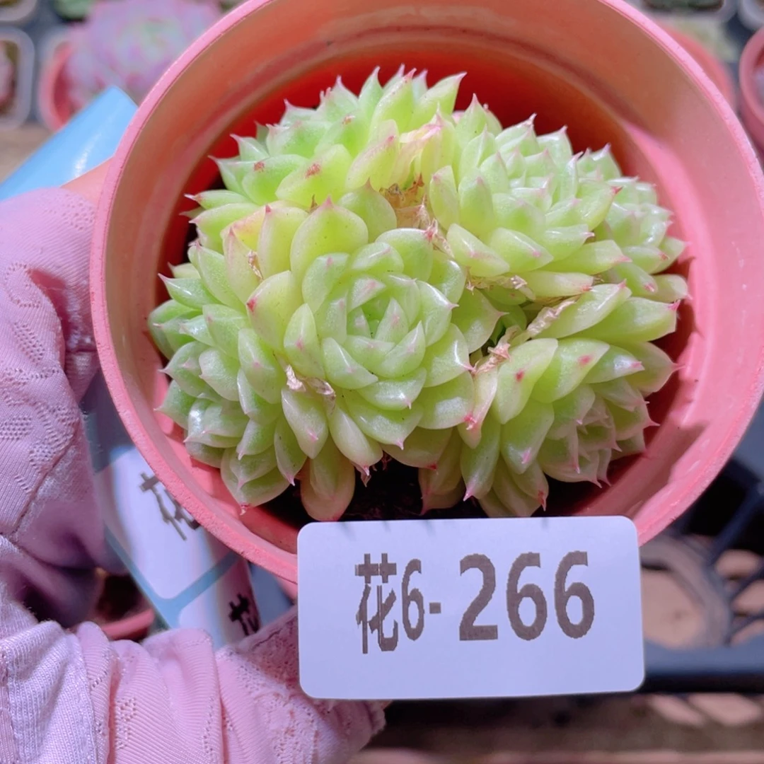 花利美6-266麦秆群