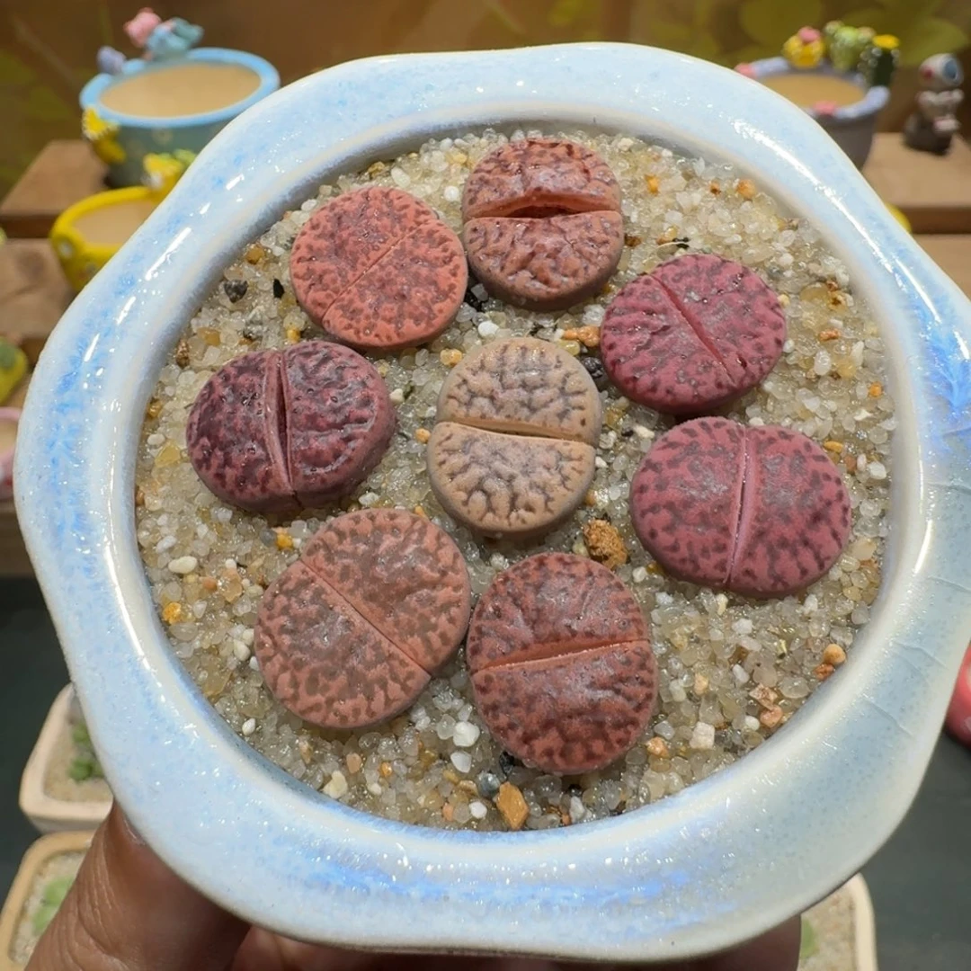 蘑菇1110紫折榴多肉植物