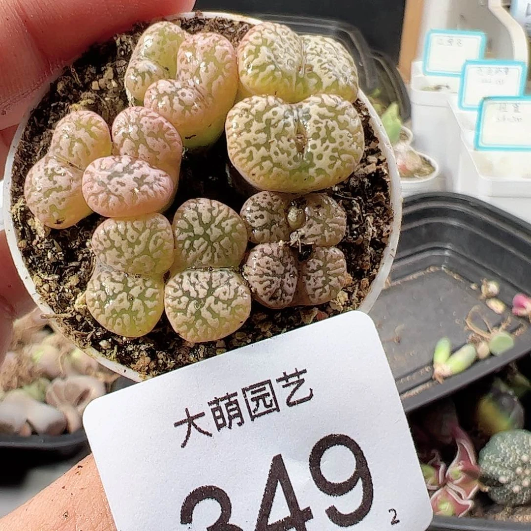 0000349 一物一拍……