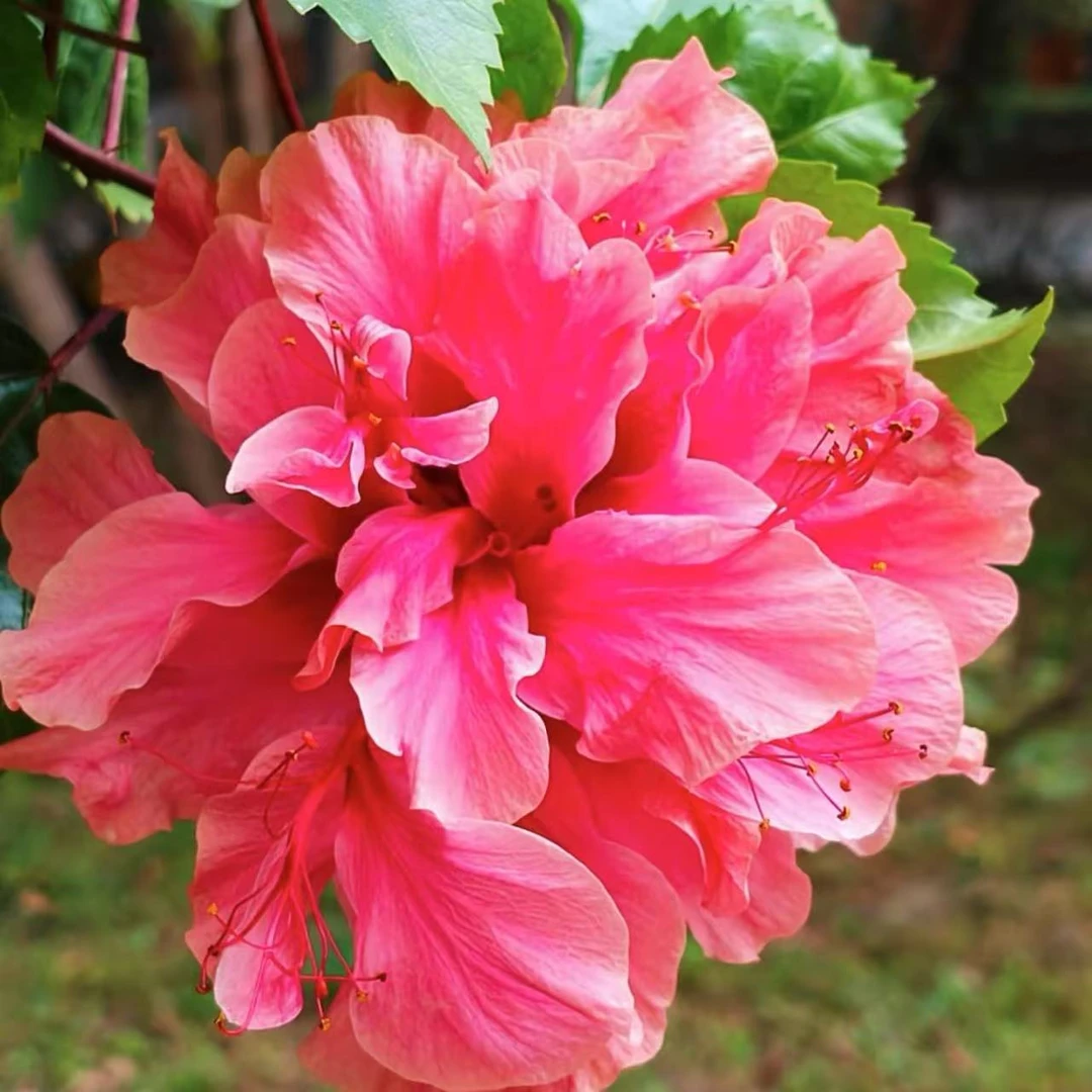 粉色重瓣大花木槿盆栽庭院阳台耐热耐晒花卉新手易养护