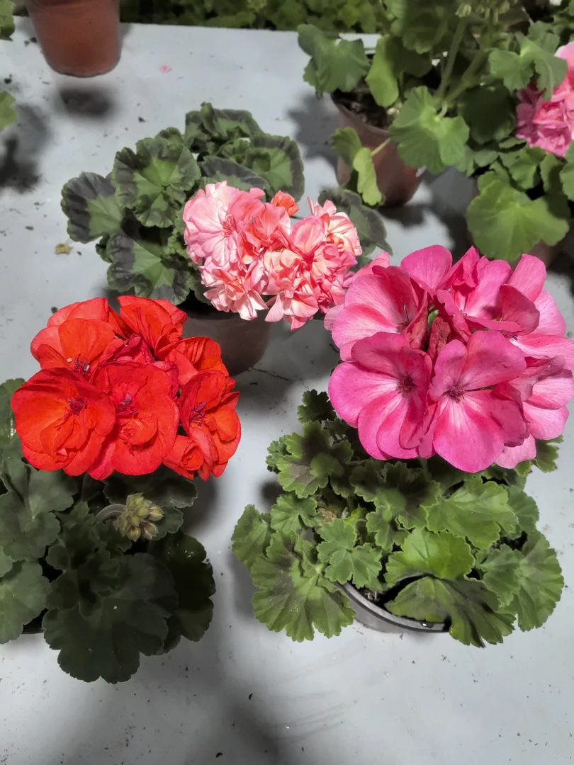 【橙色浪漫+火烈鸟+橘子果酱】3颗天竺葵组合（包对版）