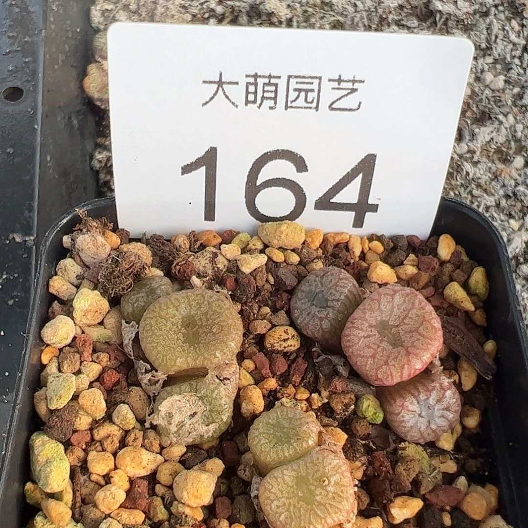 一物一拍             脱土发164