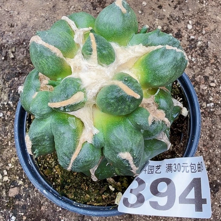 o***o完全开放394叉尤大型蛋蛋东六