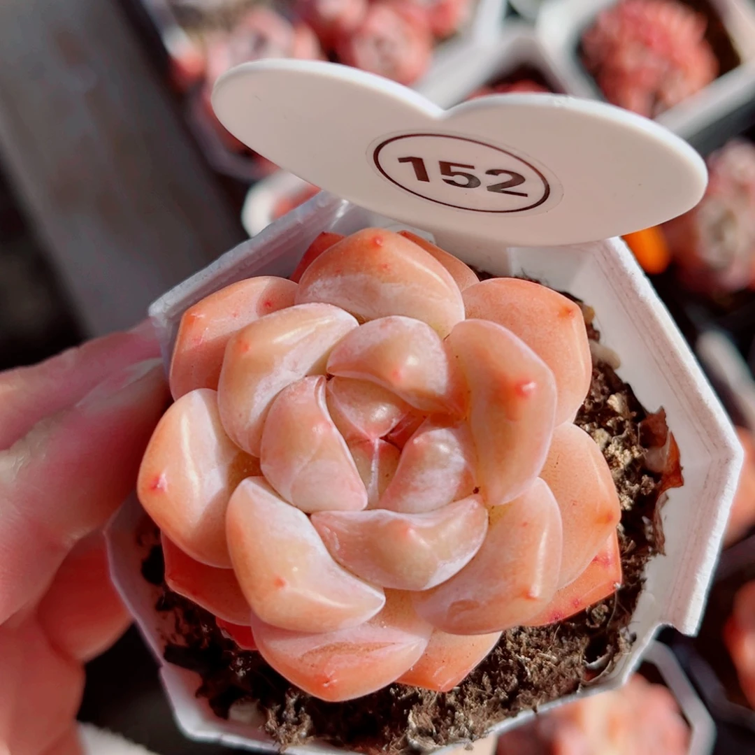 152号小老桩糖心单头