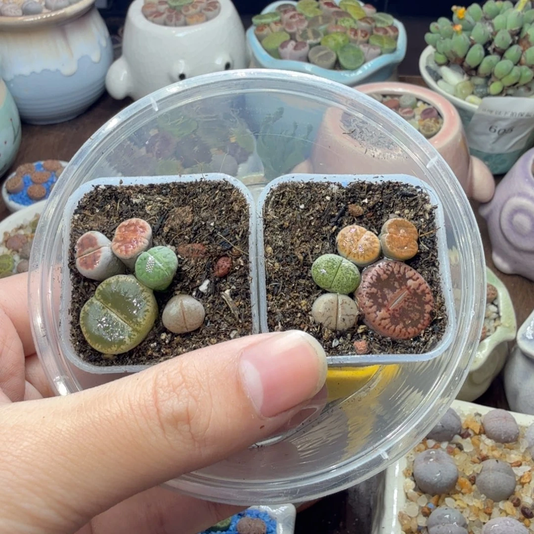 多肉植物的生长发育737