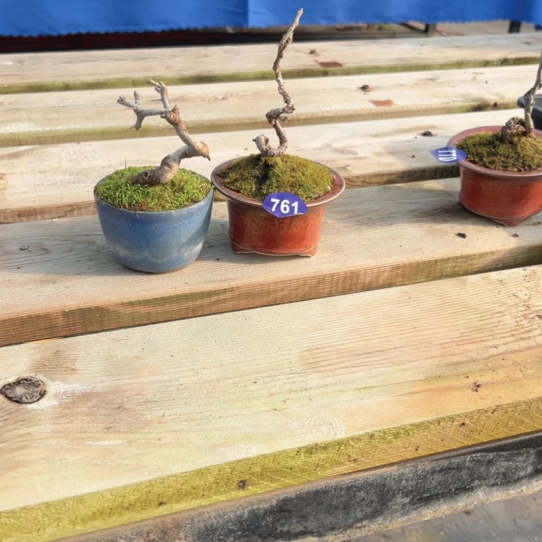 红陶?****?红红火火过大年761辆