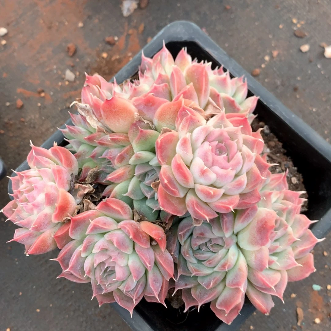 5776瑕疵不售后特价处理