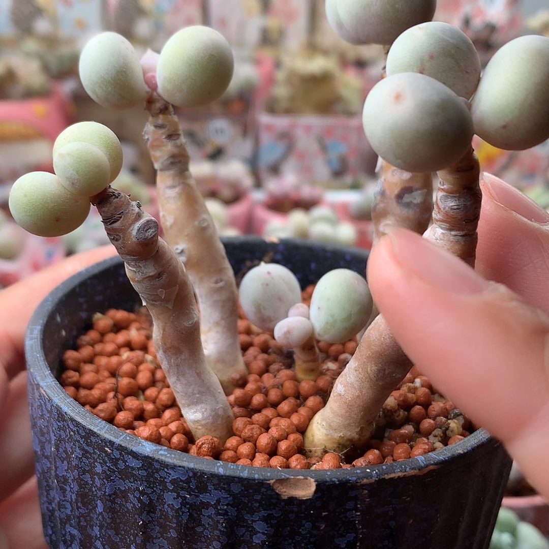 鸡蛋奶酪带盆发货