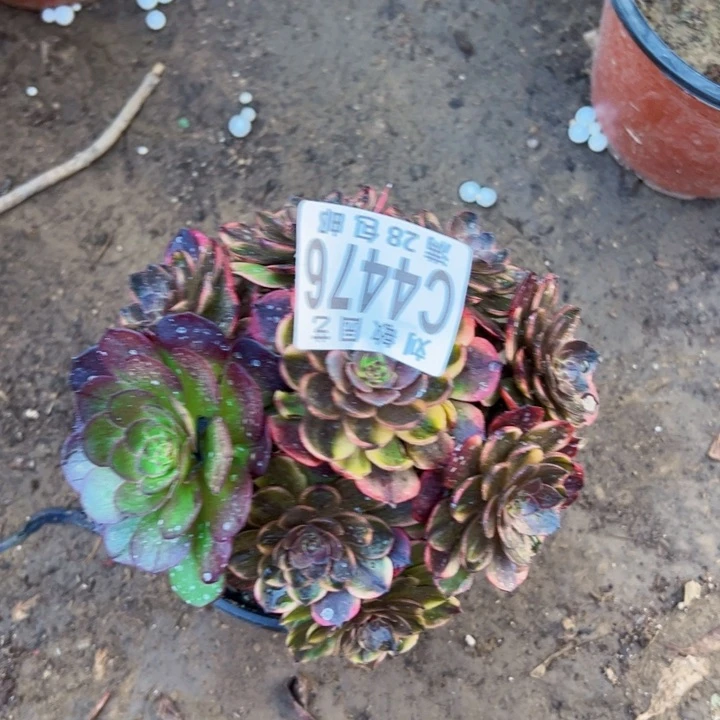 4476万家丽多肉植物法师