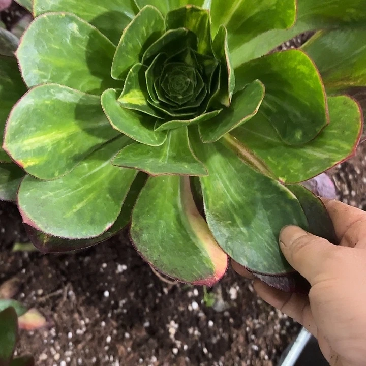 多肉植物魅影七彩2179