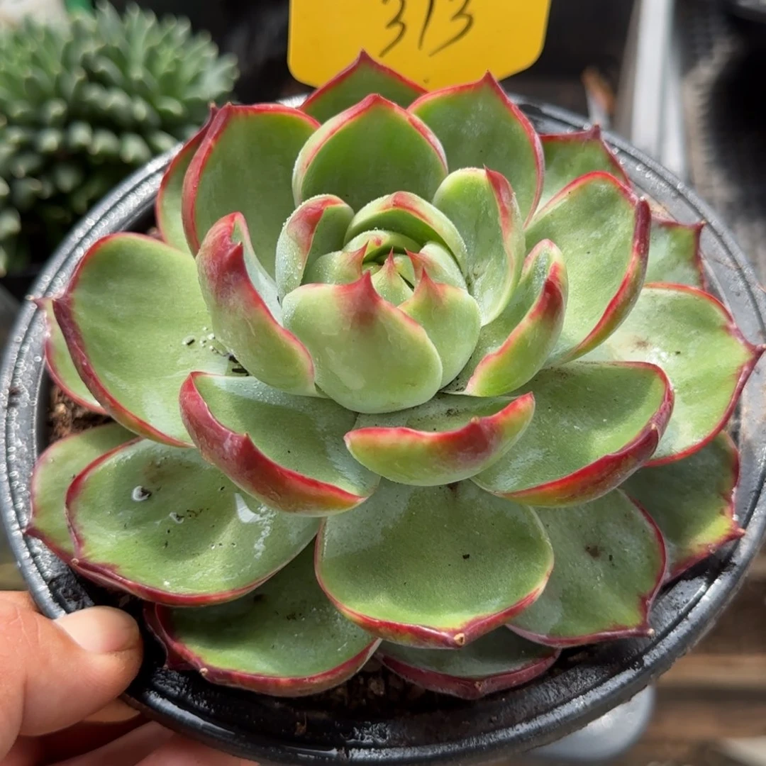 惊鸿一物一拍包装收缩花旱313