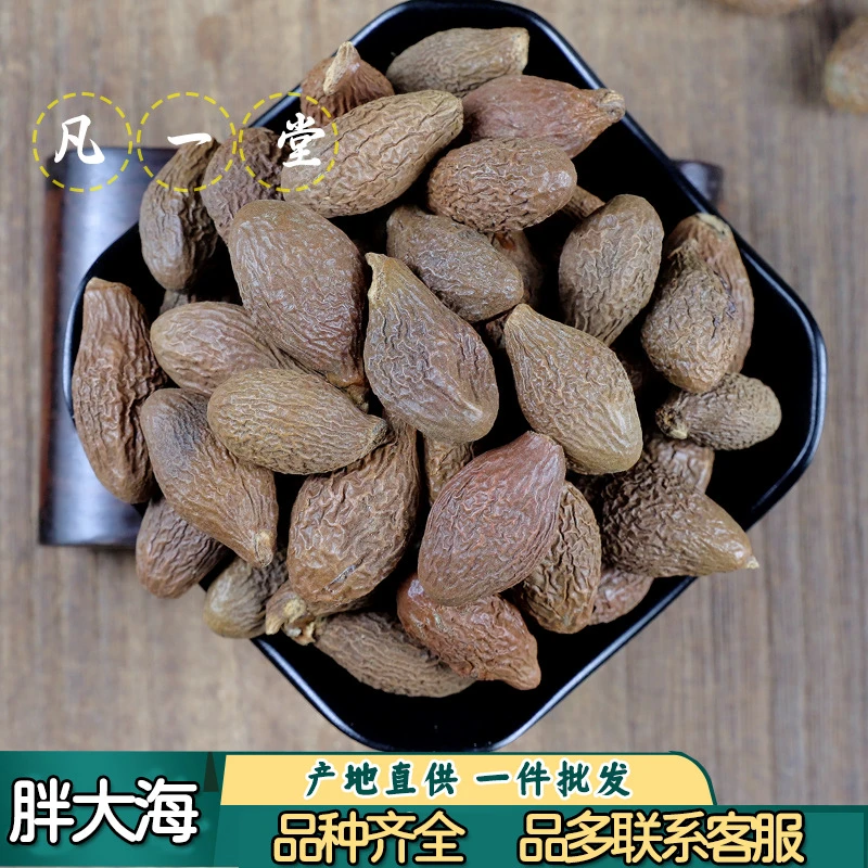 胖大海 大海  自然晾晒 道地