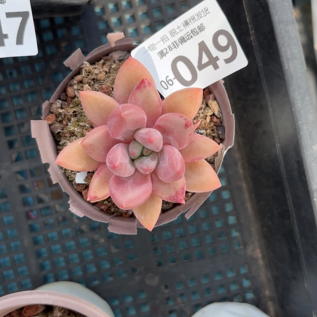 方*鹅桃花源老桩多肉多肉