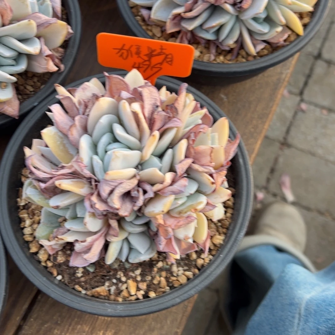 猴***精雪特111111111111111111