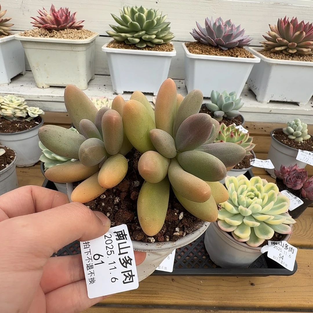 双头日光灯111106-61