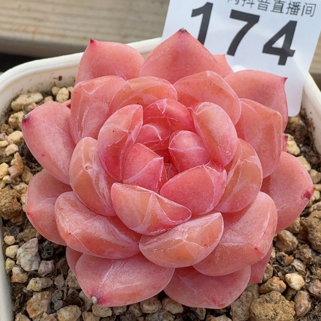 粉魄         精品多肉