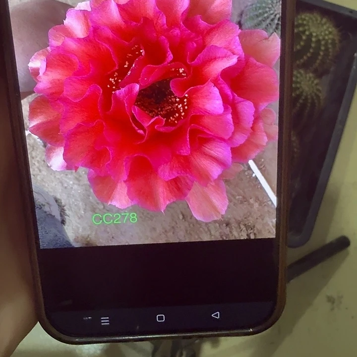 仙人球彩草侧芽歪cc278