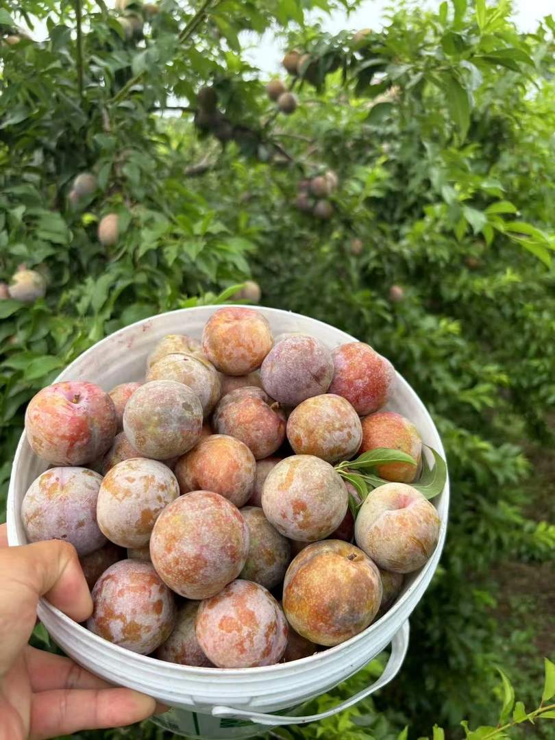 江西赣南农产品新鲜现摘三华李红心李酸脆微甜当季水果3斤/5斤