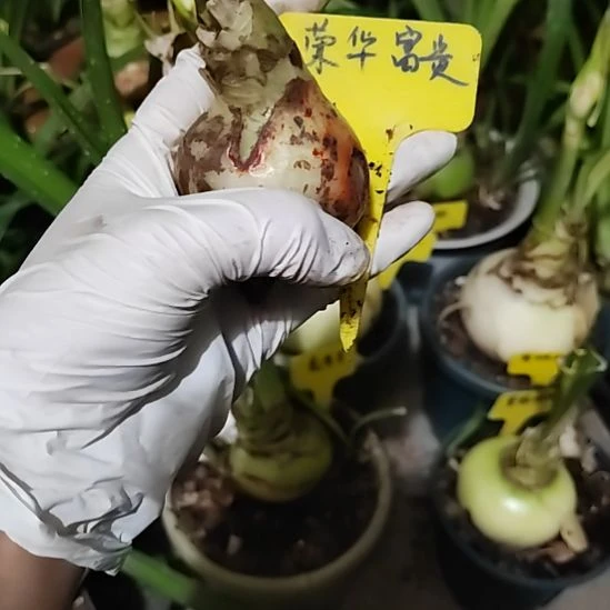 无花朵荣华富贵5.5包对版，不包养护