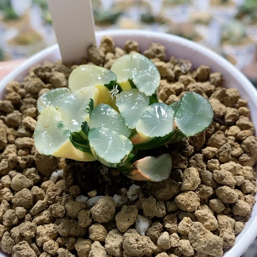 【闪购商品】76透镜万象锦