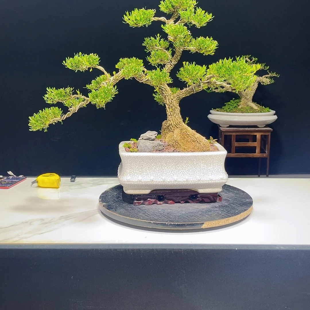 当前无花栽培后可以开花