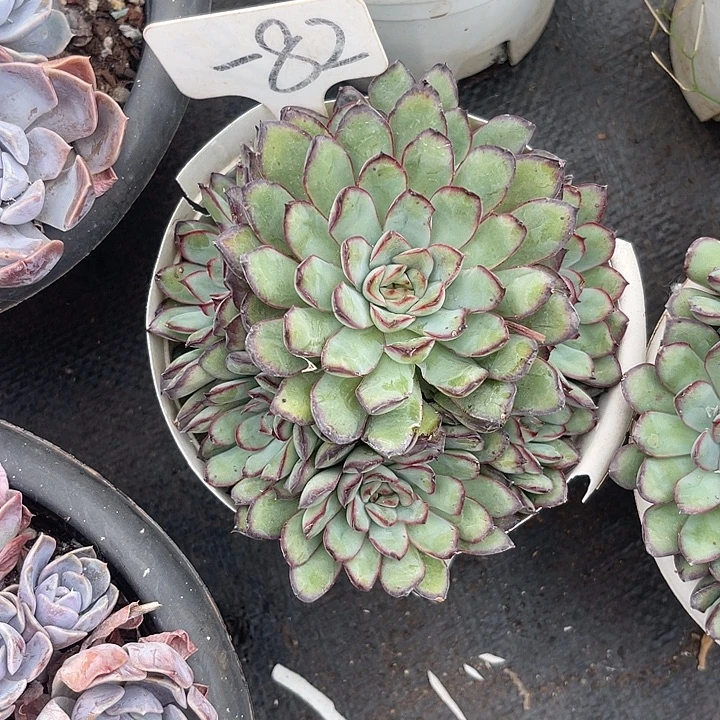 晨语多肉，一物一拍82