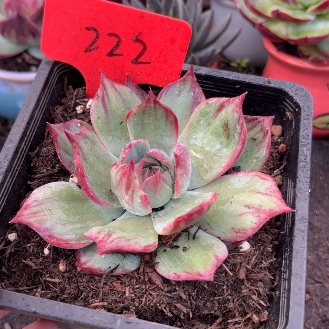 惊鸿仙子多肉植物222